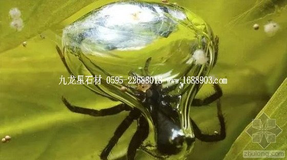 盤點仿生界的五大景觀奇跡